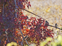 Dickcissel and Sparrows